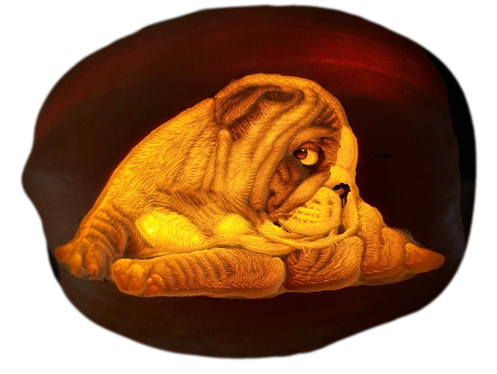 Hand-carved illuminated bulldog pumpkin sculpture